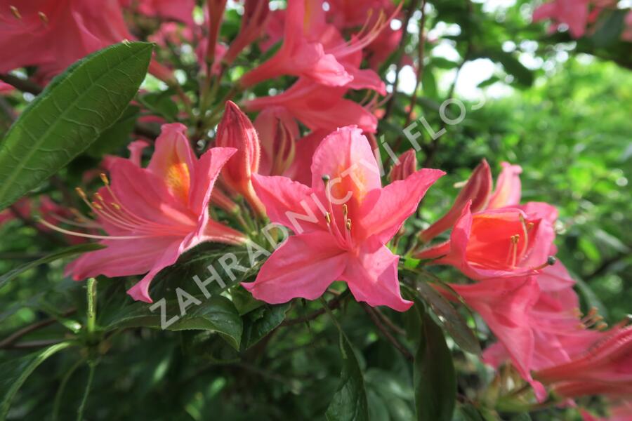 Azalka 'Jolie Madame' - Azalea (KH) 'Jolie Madame'