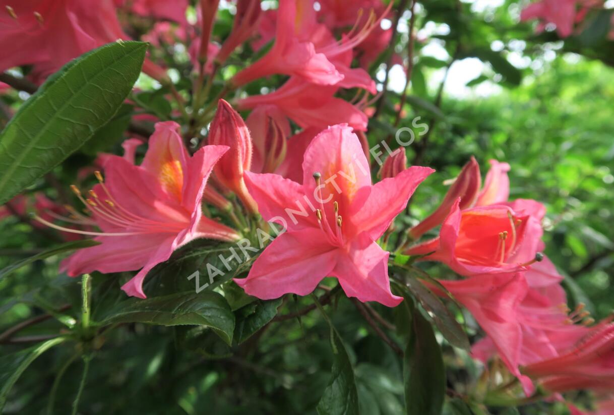 Azalka 'Jolie Madame' - Azalea (KH) 'Jolie Madame'