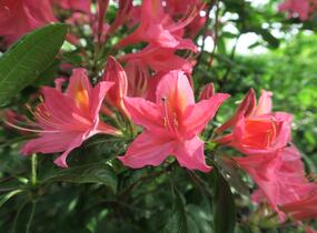 Azalka 'Jolie Madame' - Azalea (KH) 'Jolie Madame'