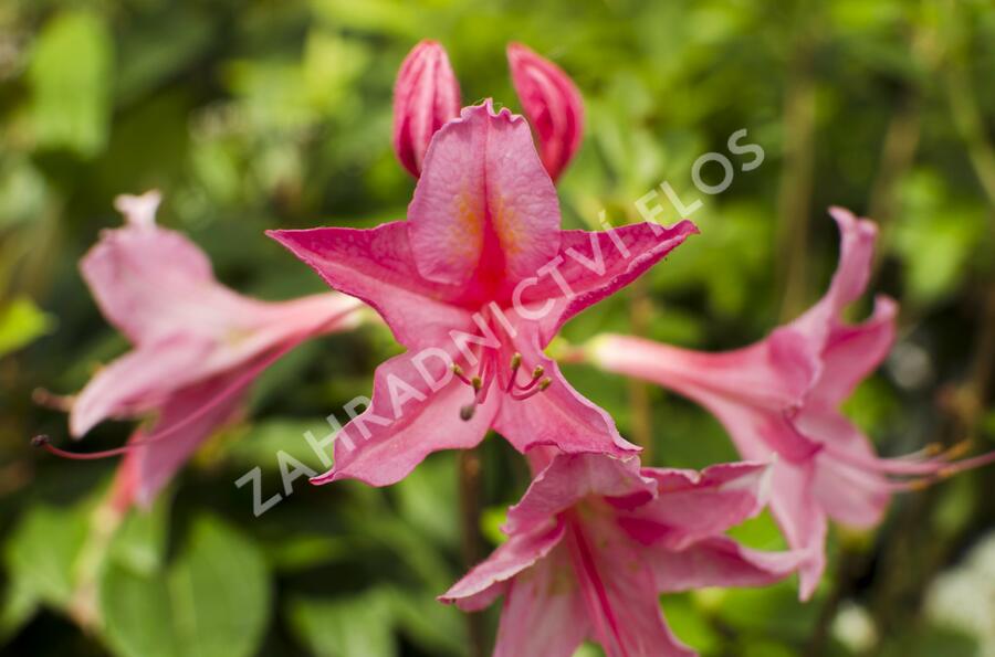 Azalka 'Jolie Madame' - Azalea (KH) 'Jolie Madame'