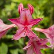 Azalka 'Jolie Madame' - Azalea (KH) 'Jolie Madame'