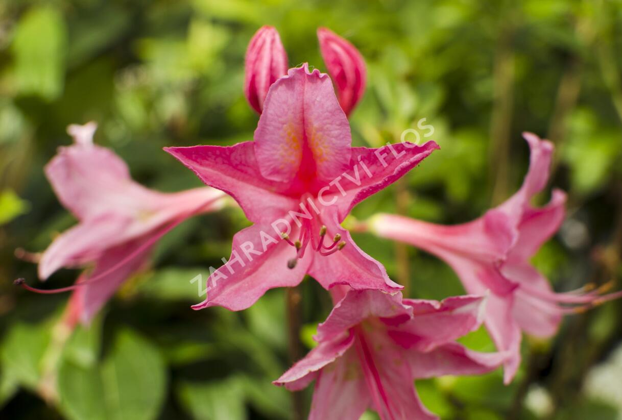 Azalka 'Jolie Madame' - Azalea (KH) 'Jolie Madame'