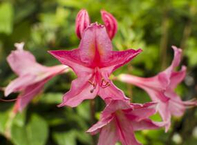 Azalka 'Jolie Madame' - Azalea (KH) 'Jolie Madame'
