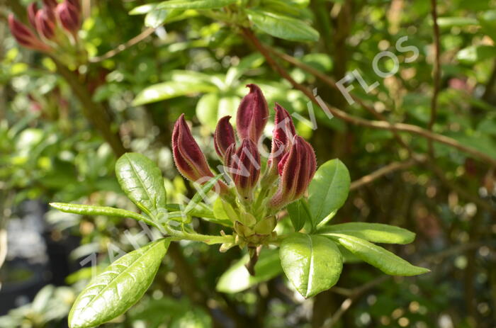 Azalka 'Jolie Madame' - Azalea (KH) 'Jolie Madame'