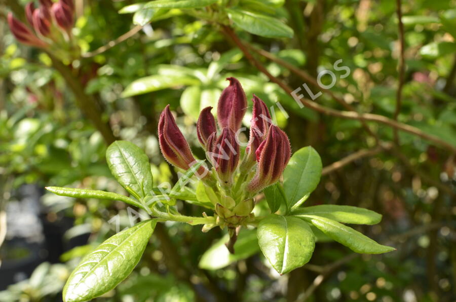 Azalka 'Jolie Madame' - Azalea (KH) 'Jolie Madame'