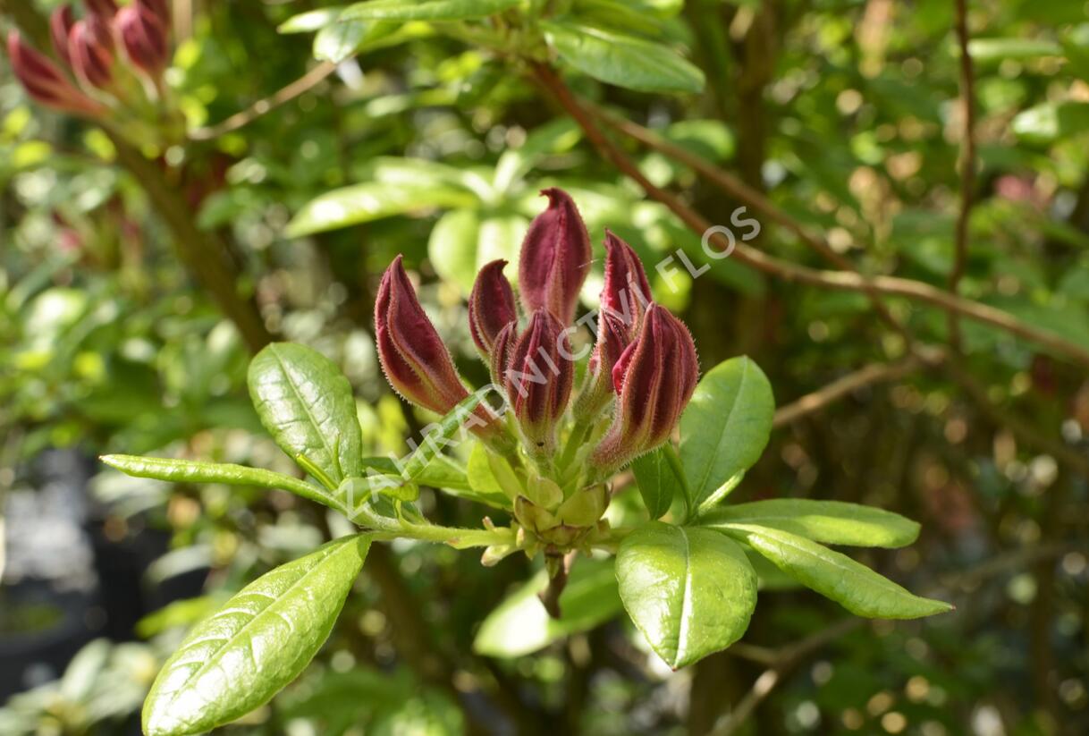 Azalka 'Jolie Madame' - Azalea (KH) 'Jolie Madame'