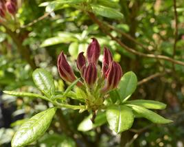 Azalka 'Jolie Madame'