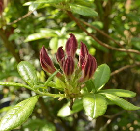 Azalka 'Jolie Madame' - Azalea (KH) 'Jolie Madame'