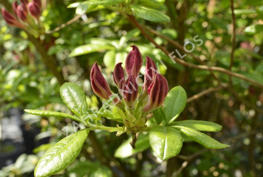 Azalka 'Jolie Madame' - Azalea (KH) 'Jolie Madame'