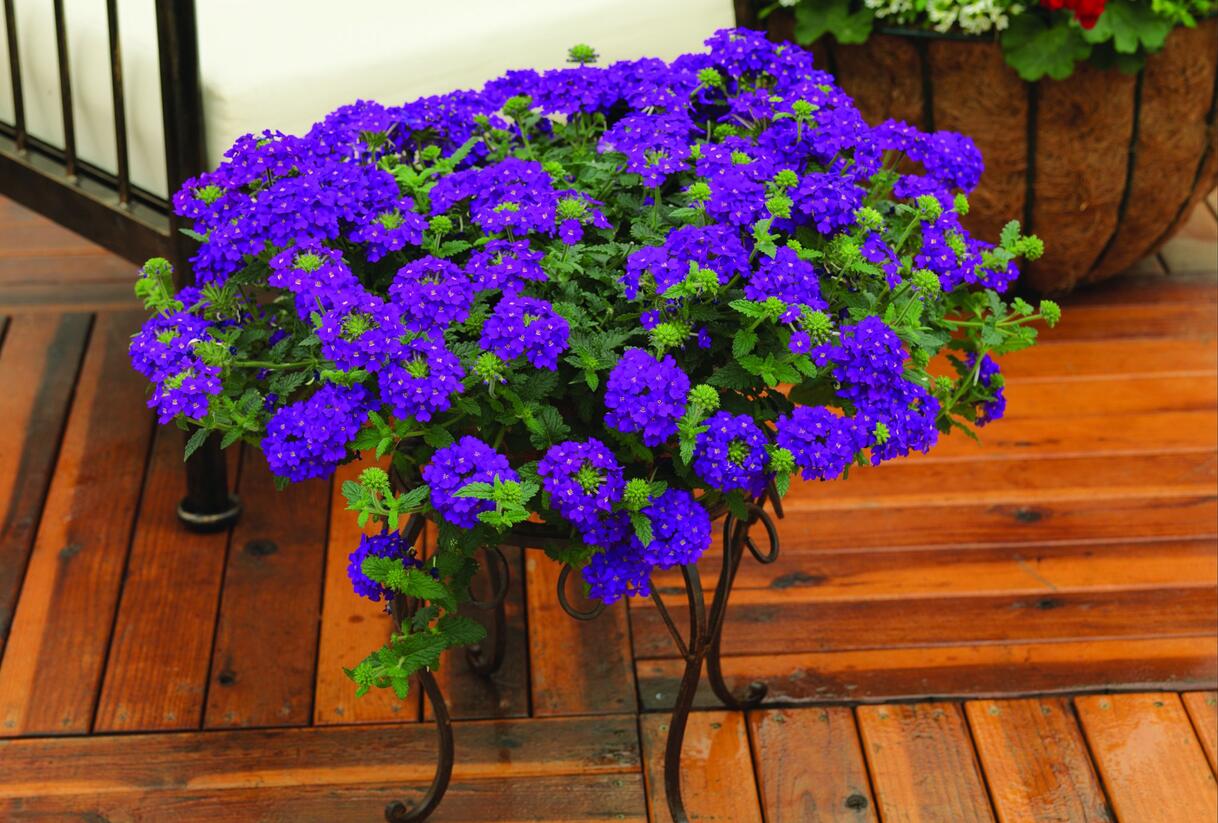 Sporýš 'Lanai Blue' - Verbena hybrida 'Lanai Blue'