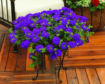 Sporýš 'Lanai Blue'