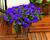 Sporýš 'Lanai Blue'