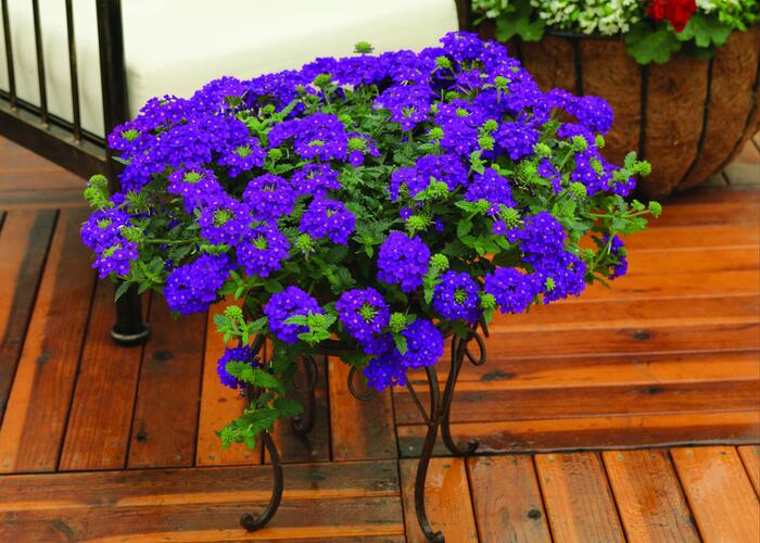 Verbena, sporýš 'Lanai Blue' - Verbena hybrida 'Lanai Blue'