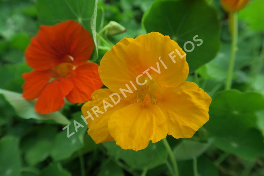 Lichořeřišnice větší 'Lobbianum' - Tropaeolum majus 'Lobbianum'