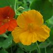 Lichořeřišnice větší 'Lobbianum' - Tropaeolum majus 'Lobbianum'