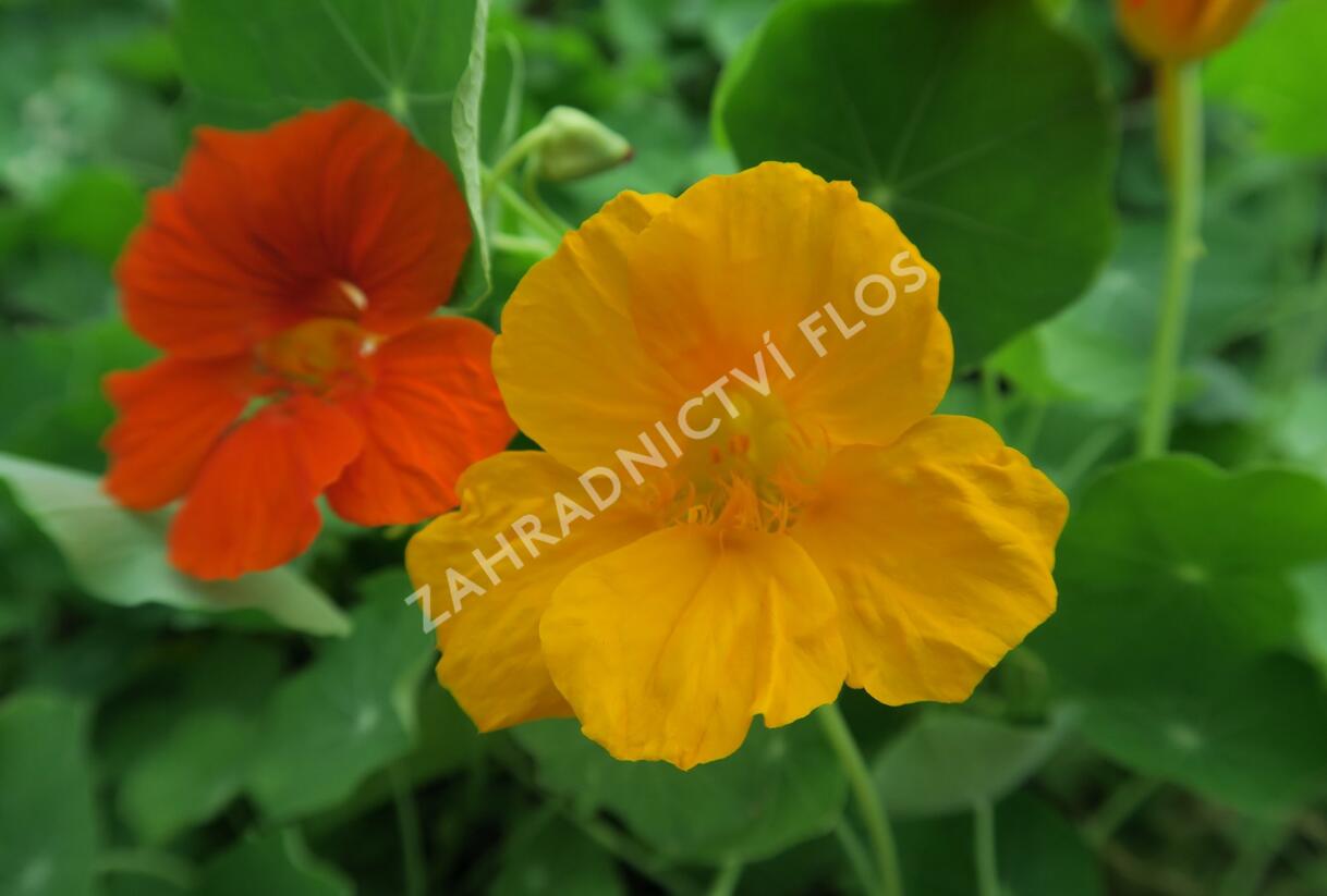 Lichořeřišnice větší 'Lobbianum' - Tropaeolum majus 'Lobbianum'