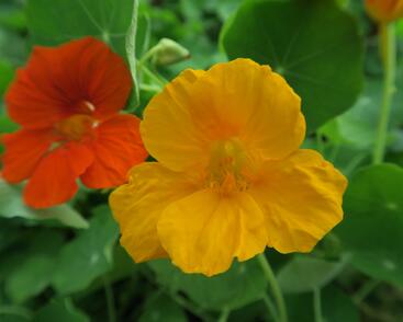 Lichořeřišnice větší 'Lobbianum'