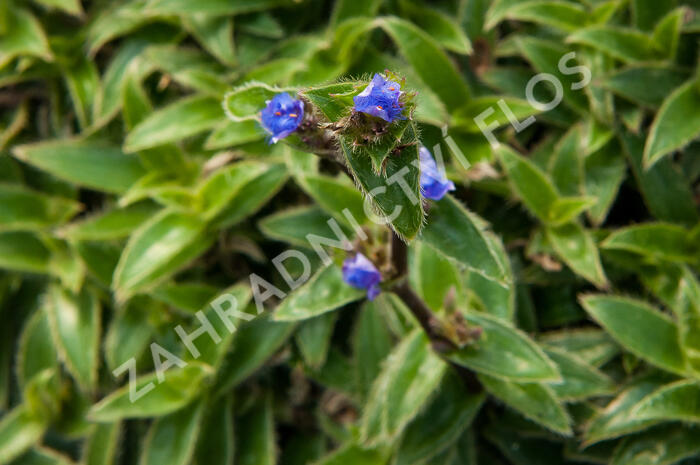 Podeňka - Tradescantia somaliensis