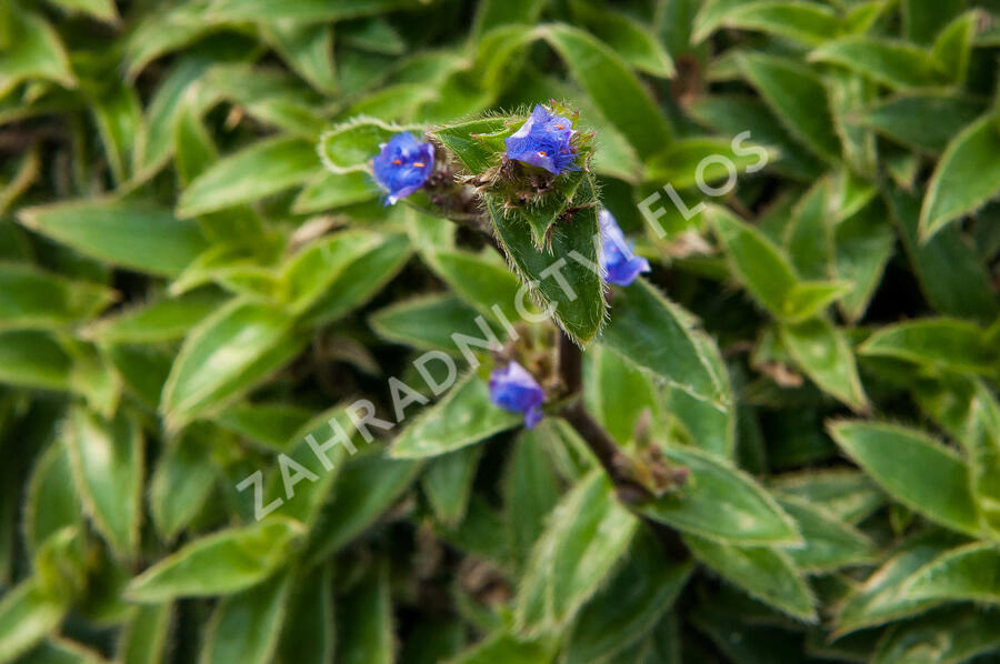 Podeňka - Tradescantia somaliensis