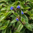 Podeňka - Tradescantia somaliensis