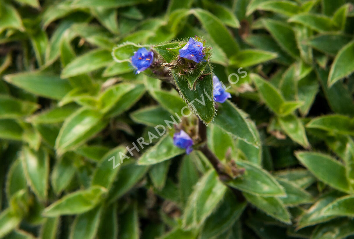 Podeňka - Tradescantia somaliensis