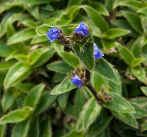 Podeňka - Tradescantia somaliensis