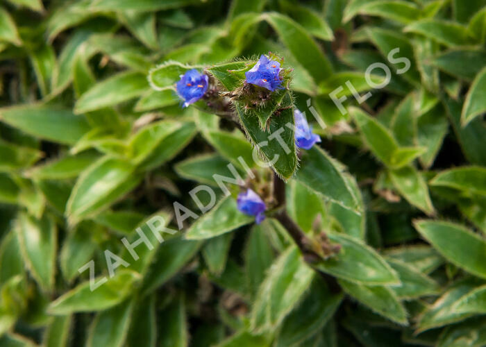Podeňka - Tradescantia somaliensis