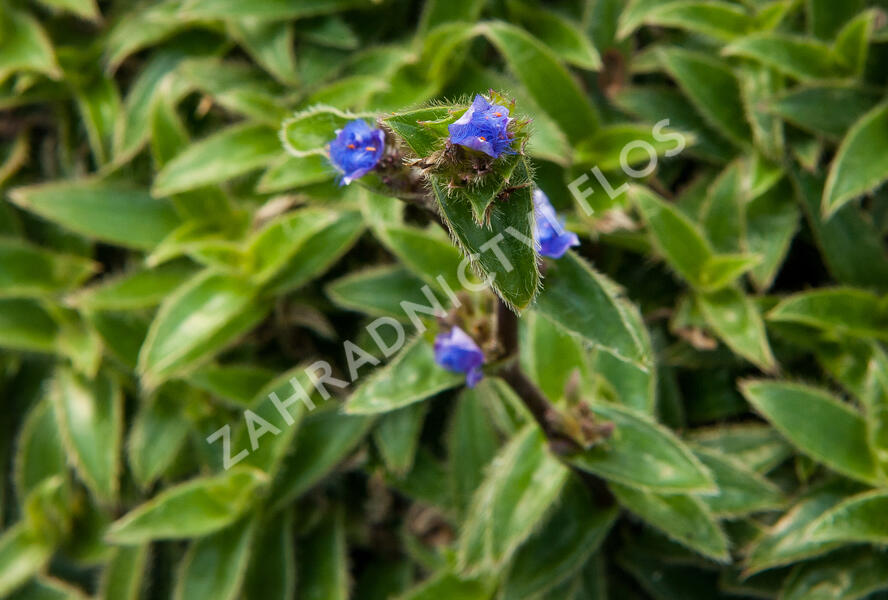 Podeňka - Tradescantia somaliensis