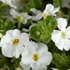 bakopa Gulliver Dynamic White - Sutera diffusus Gulliver Dynamic White