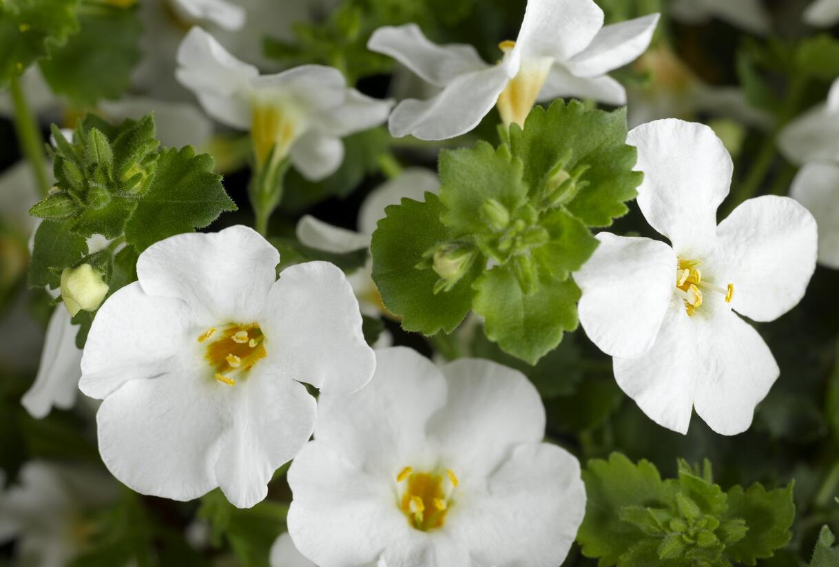 Bakopa 'Gulliver Dynamic White' - Sutera diffusus 'Gulliver Dynamic White'