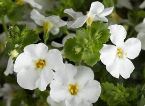 Bakopa 'Gulliver Dynamic White' - Sutera diffusus 'Gulliver Dynamic White'