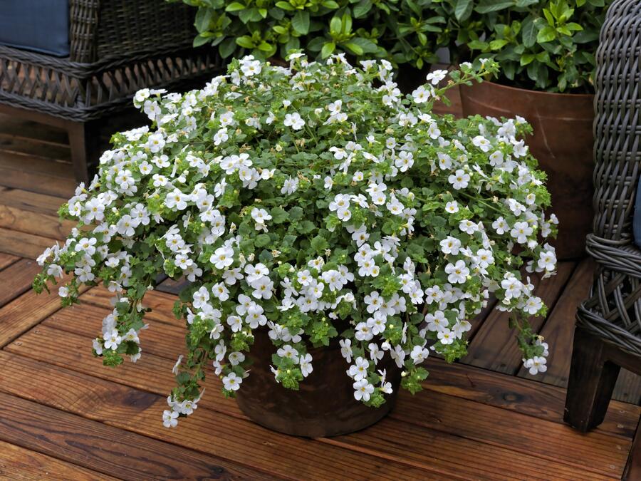 Bakopa 'Gulliver Dynamic White' - Sutera diffusus 'Gulliver Dynamic White'