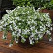 Bakopa 'Gulliver Dynamic White' - Sutera diffusus 'Gulliver Dynamic White'