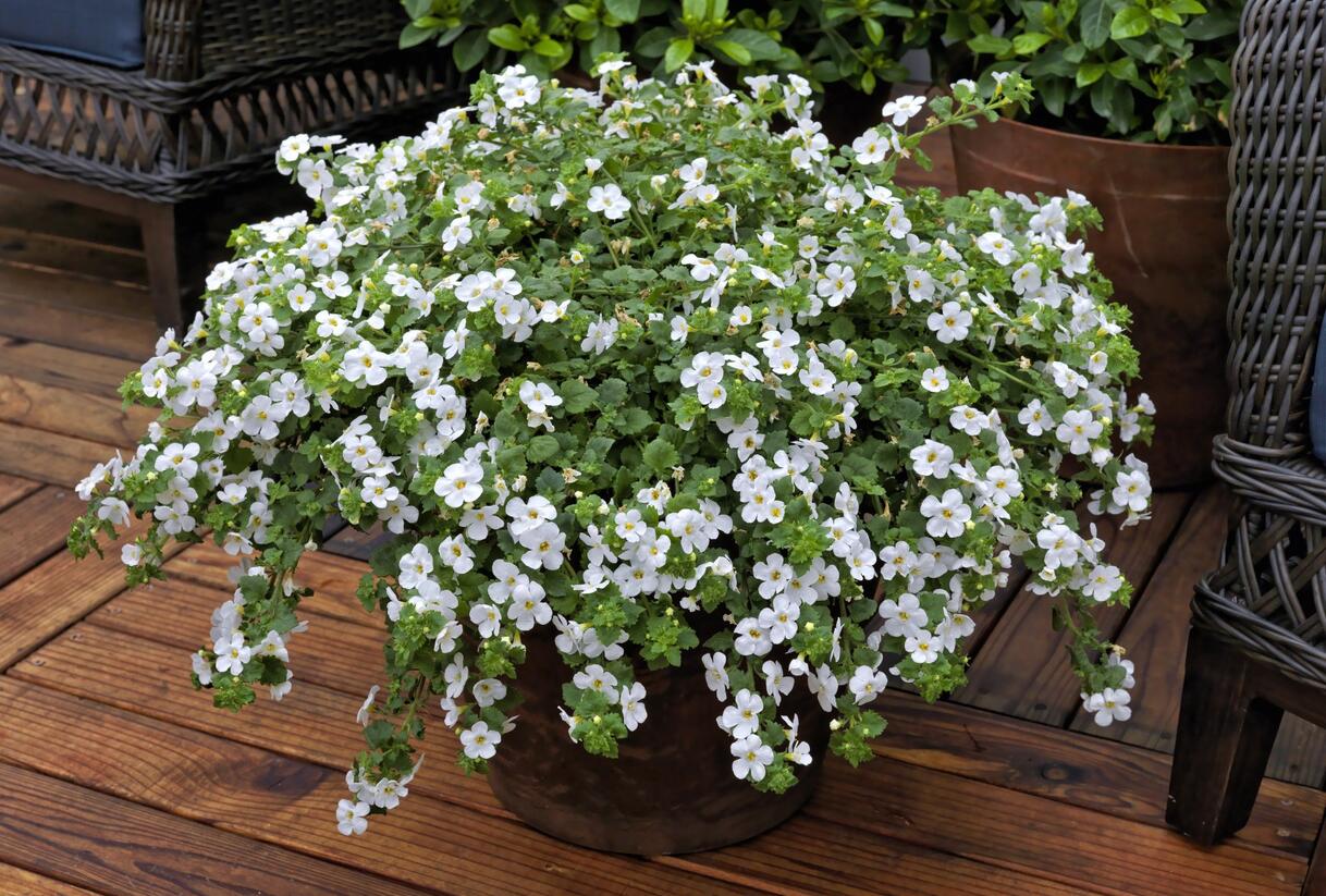 Bakopa 'Gulliver Dynamic White' - Sutera diffusus 'Gulliver Dynamic White'