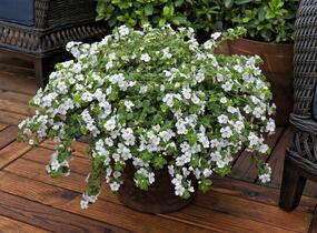 Bakopa 'Gulliver Dynamic White' - Sutera diffusus 'Gulliver Dynamic White'