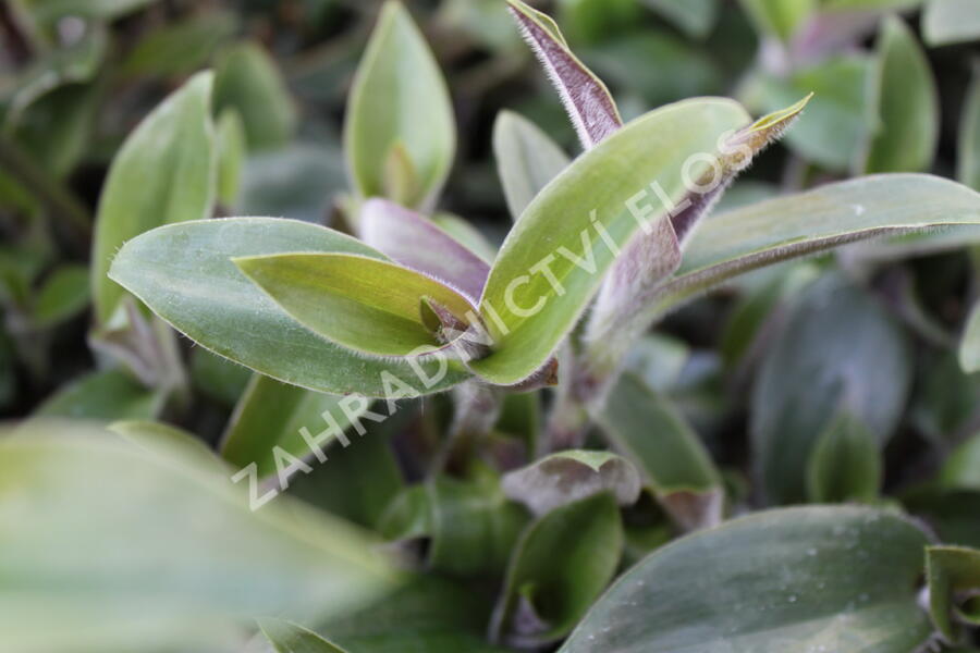 Podeňka bledá - Tradescantia pallida
