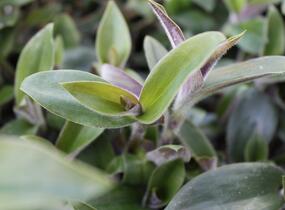 Podeňka bledá - Tradescantia pallida