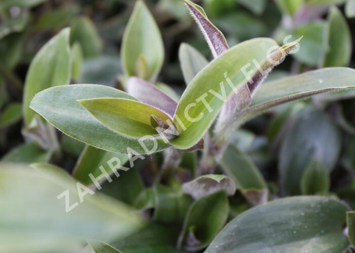 Podeňka - Tradescantia pallida