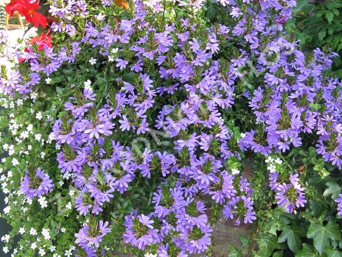 Vějířovka nezlomná 'Blue' - Scaevola aemula 'Blue'