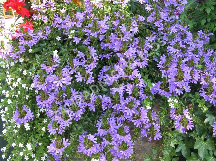 Vějířovka nezlomná 'Blue' - Scaevola aemula 'Blue'