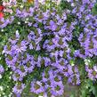 Vějířovka nezlomná 'Blue' - Scaevola aemula 'Blue'