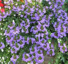 Vějířovka nezlomná 'Blue' - Scaevola aemula 'Blue'