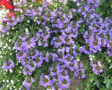 Vějířovka nezlomná 'Blue'