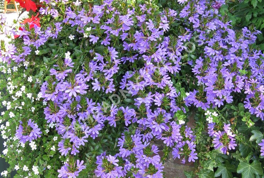 Vějířovka nezlomná 'Blue' - Scaevola aemula 'Blue'