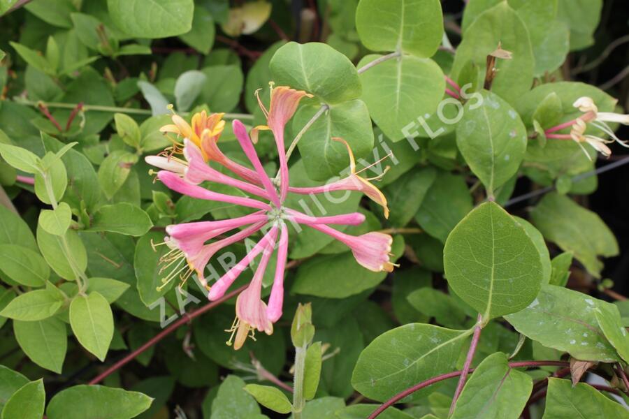 Zimolez Heckrottův - Lonicera heckrottii