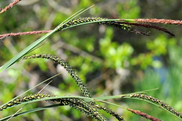 Ostřice štíhlá - Carex acuta