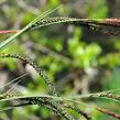 Ostřice štíhlá - Carex acuta