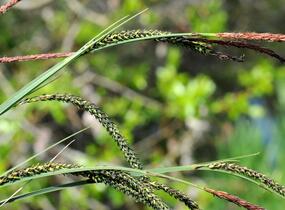 Ostřice štíhlá - Carex acuta
