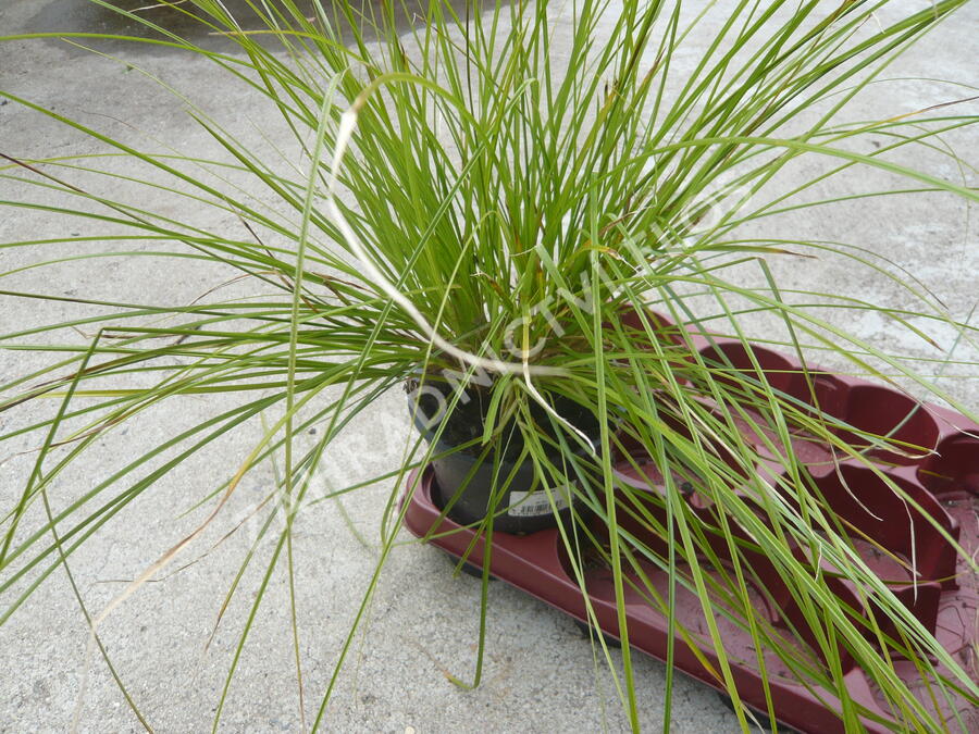 Ostřice štíhlá - Carex acuta