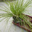 Ostřice štíhlá - Carex acuta